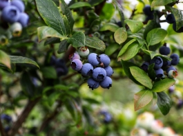 Blueberry bushes thrive in a West Virginia nursery
