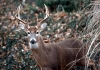A buck peers out from behind a shock of grass in a West Virginia countryside.