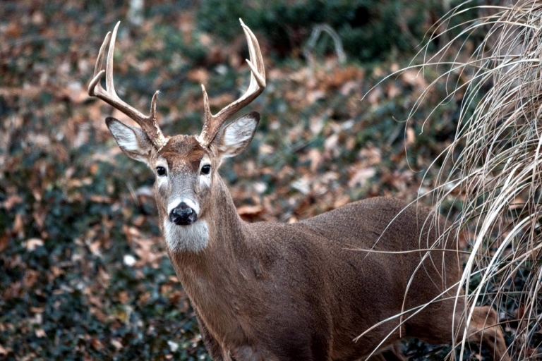 West Virginia deer seasons harvest increases 12.7 percent