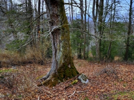 Moss grows thick on the north side of a tree in Wyoming County, West Virginia.