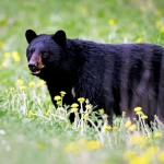 West Virginia Black Bear