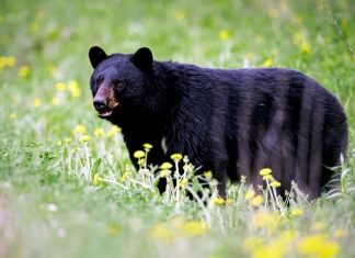 A black bear ambles through a meadow in West Virginia.