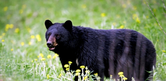 A black bear ambles through a meadow in West Virginia.
