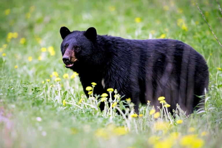 Hunters harvest fewer black bears in West Virginia in 2022