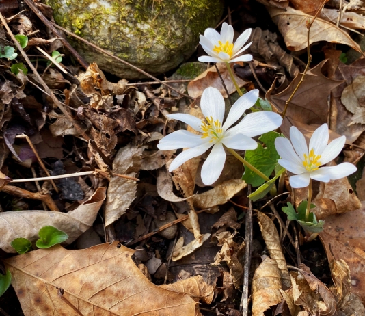 Bloodroot blooms in the New River Gorge