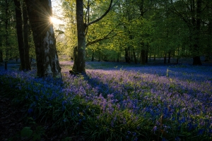 Bluebells fill a forest glade in West Virginia.