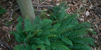 Polystichum acrostichoides thrives on a wooded hillside. (Source: Wikipedia)