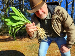 David Sibray holds a bundle of ramps harvested in West Virginia.