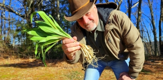 David Sibray holds a bundle of ramps harvested in West Virginia.