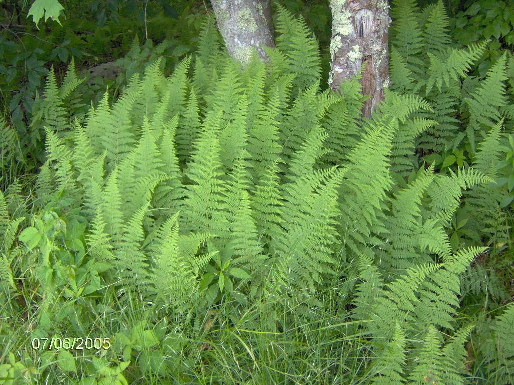 Polystichum acrostichoides thrives on a wooded hillside. (Source: Wikipedia)