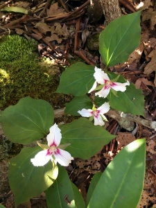 Painted trillium blossom in a West Virginia woodland. 