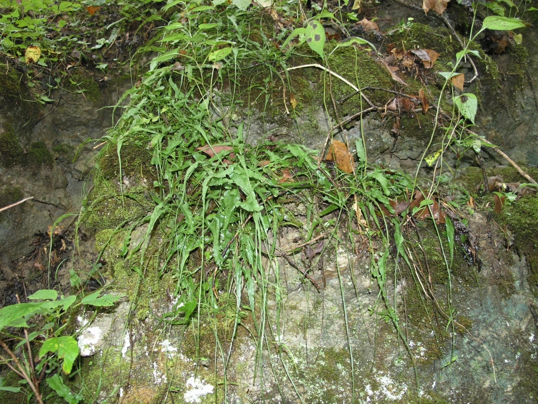 Polystichum acrostichoides thrives on a wooded hillside. (Source: Wikipedia)