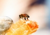 West Virginia Honey Bee