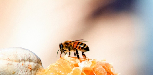 West Virginia Honey Bee