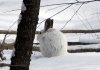 Snowshoe hares may be found among West Virginia's highest peaks.