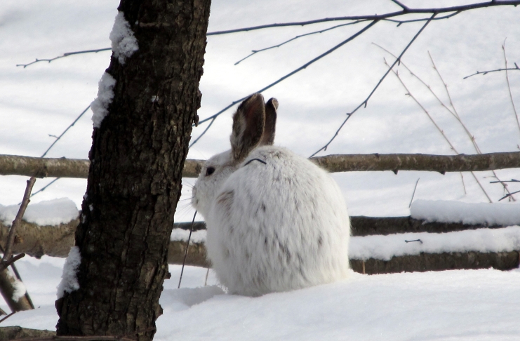 Snowshoe hares may be found among West Virginia's highest peaks.