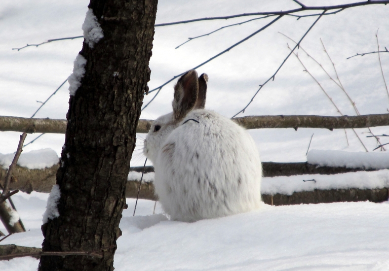 WVU scientists study snowshoe hare, Appalachian cottontail