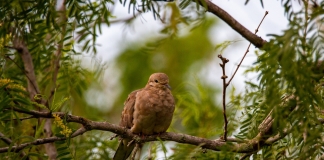 Mourning Dove by Joshua J. Cotten
