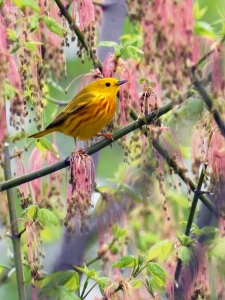 Yellow warbler in boxelder