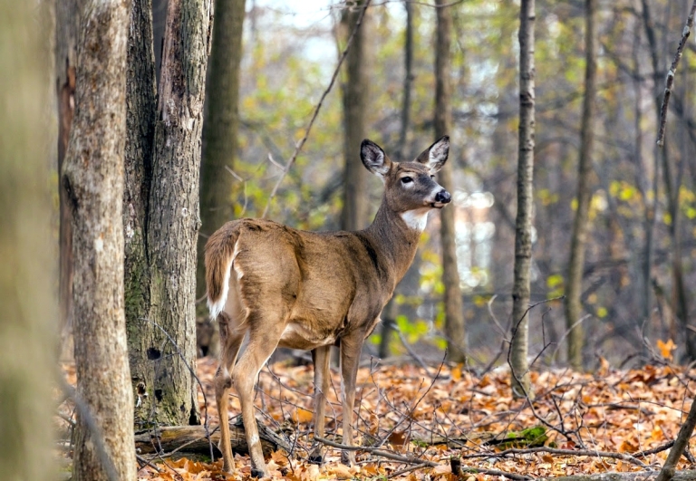 Applications available for limited-permit area antlerless deer hunts