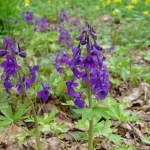 Delphinium Tricorne