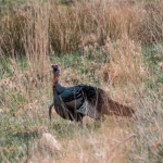 Gobbler in a West Virginia pasture