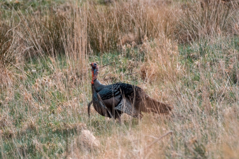 W.Va. records largest spring turkey harvest in five years