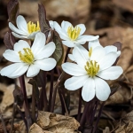 Jeffersonia diphylla