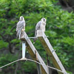 Peregrine Falcon at Harpers Ferry