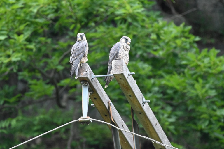 Peregrine chicks take flight at Harpers Ferry National Historical Park