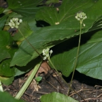 Ramps flower near skunk cabbage