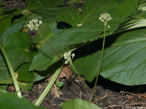 Ramps flower near skunk cabbage