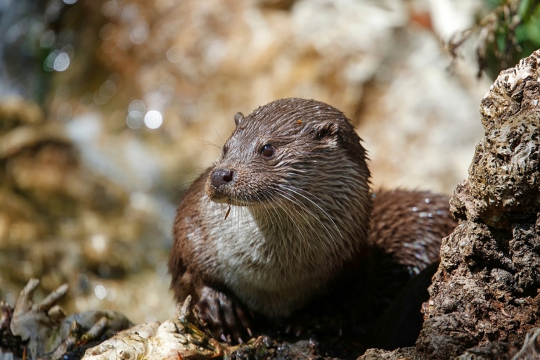 West Virginia seeks public input for statewide river otter project