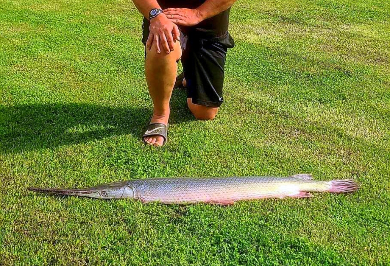 West Virginia angler catches state record longnose gar