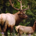 Elk in West Virginia