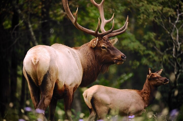 Elk management tours return to Chief Logan State Park in West Virginia