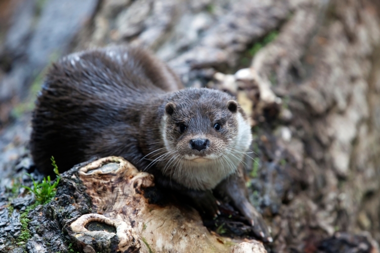 W.Va. reminds hunters about furbearer seasons, river otter project