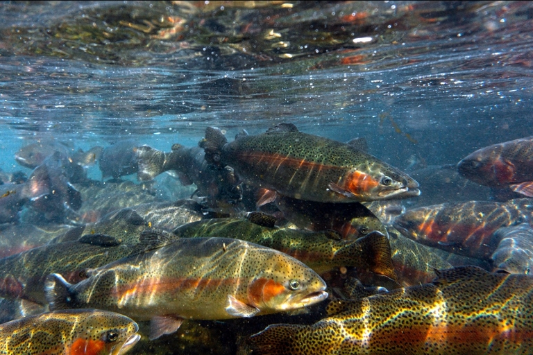 West Virginia stocks 43 waters during first week of fall trout stocking