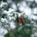 Norway Spruce in winter by Aaron Burden