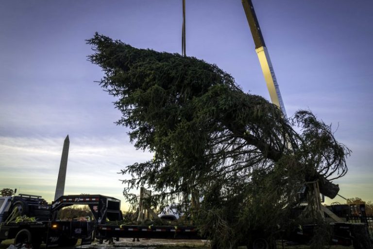 West Virginia Christmas Tree At White House
