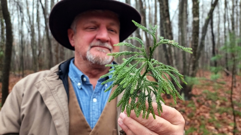 Common West Virginia woodland groundcover boasts peculiar qualities