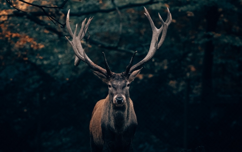 Elk In West Virginia