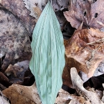 Leaf of Aplectrum hyemale