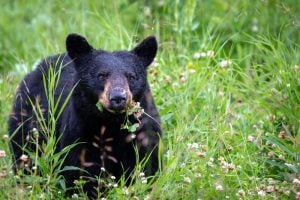 Black Bear Grazing In West Virginia