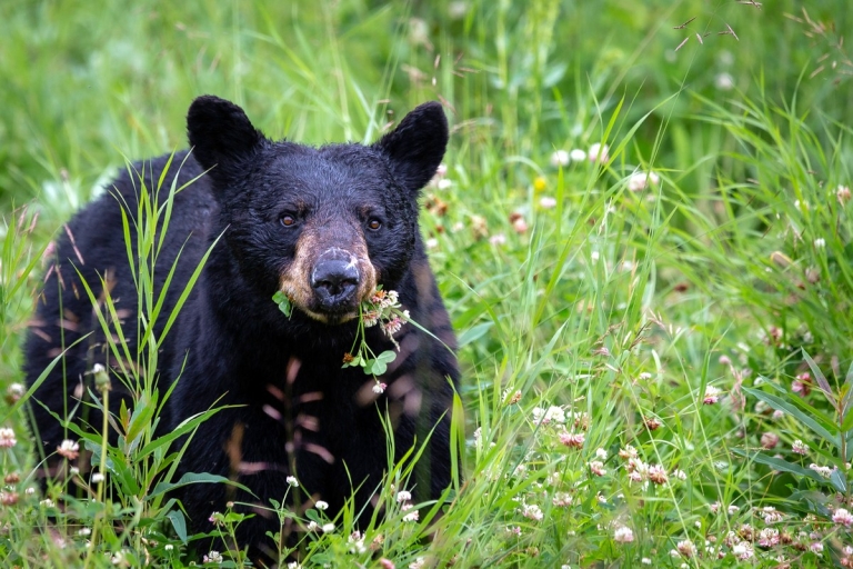 Black bear encounters in West Virginia are highest in May, June