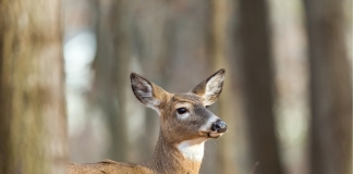 Doe in West Virginia