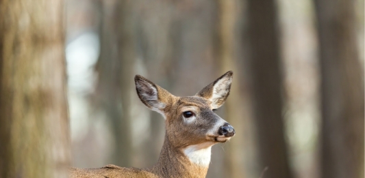 Doe in West Virginia