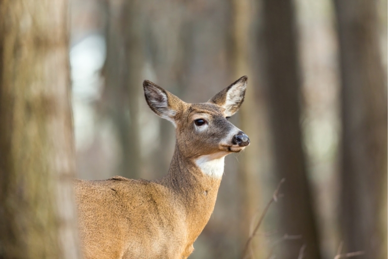 W.Va. officials urge participation in early antlerless deer season