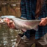 A Monstrous West Virginia Trout