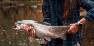 Monstrous West Virginia Trout